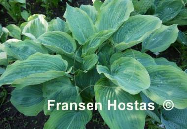 Hosta Dark Shadows