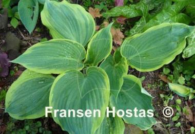 Hosta Dark Shadows