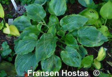 Hosta Dark Shadows