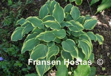 Hosta Dark Star