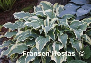 Hosta Dark Star