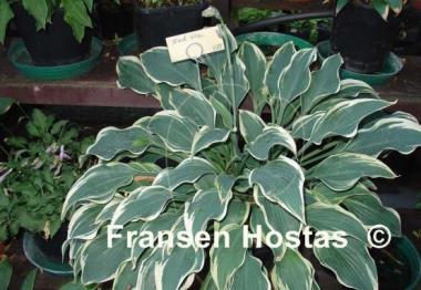Hosta Dark Star