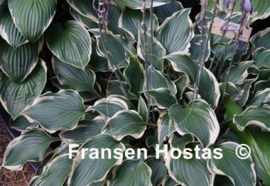 Hosta Dark Star