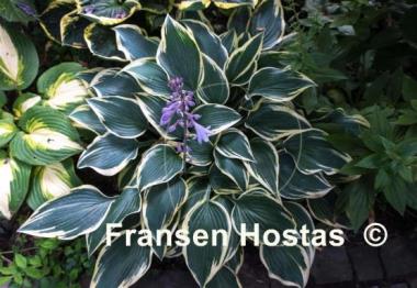 Hosta Dark Star