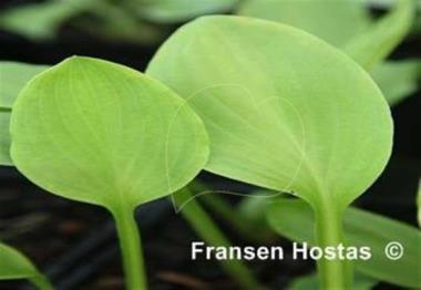 Hosta Dark Victory