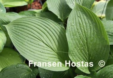 Hosta Dartmoor Forest