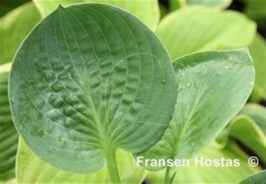 Hosta Daughter of Ledi Lantis
