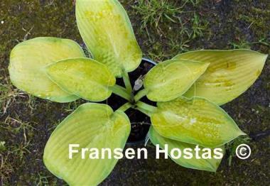 Hosta Dave