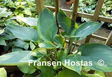 Hosta David Reath