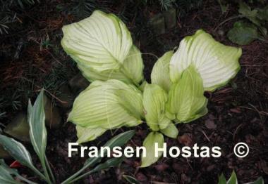 Hosta David Stone