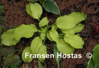 Hosta David Stone