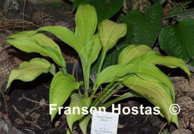 Hosta David Stone