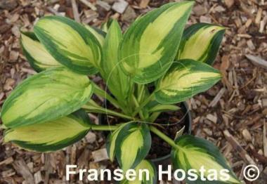 Hosta Dawes