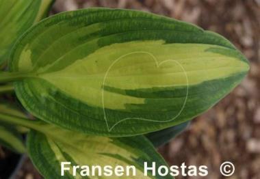 Hosta Dawes