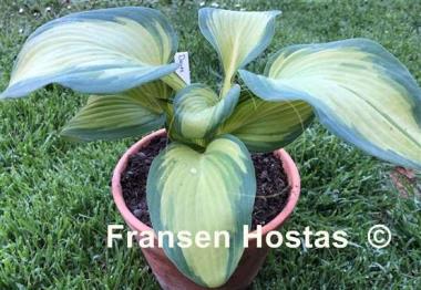 Hosta Dawes