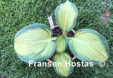 Hosta Dawes