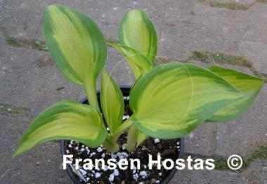 Hosta Dawes