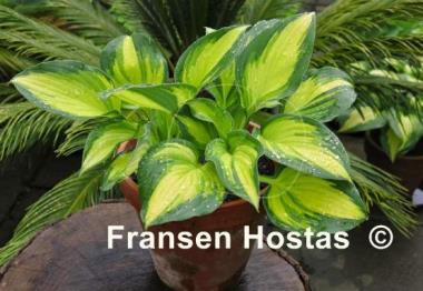 Hosta Dawes