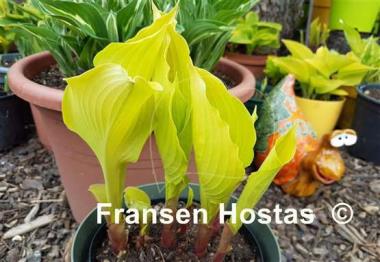 Hosta Dawn's Early Light