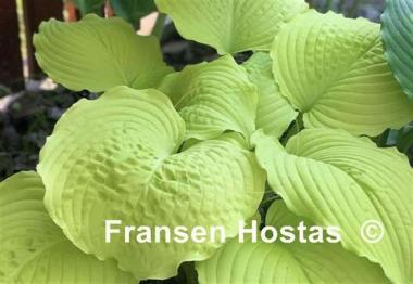 Hosta Dawn's Early Light