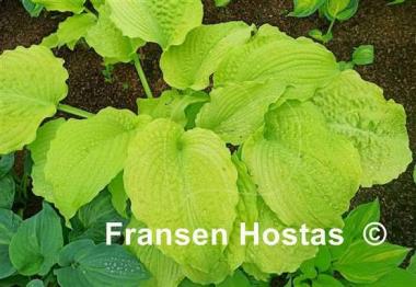 Hosta Dawn's Early Light