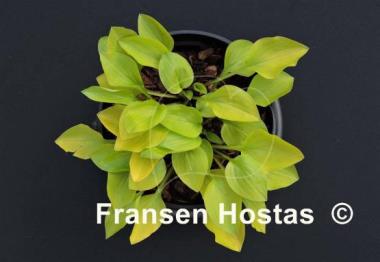 Hosta Dawn