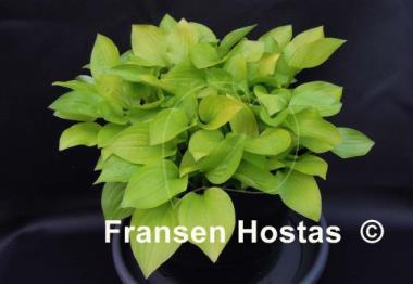 Hosta Dawn