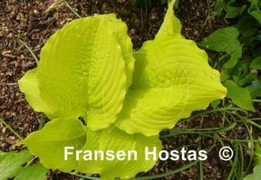 Hosta Dawn's Early Light