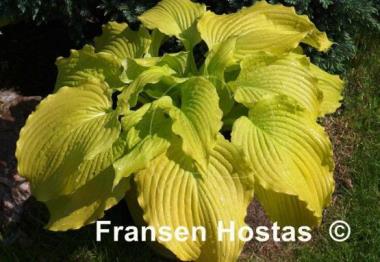 Hosta Dawn's Early Light
