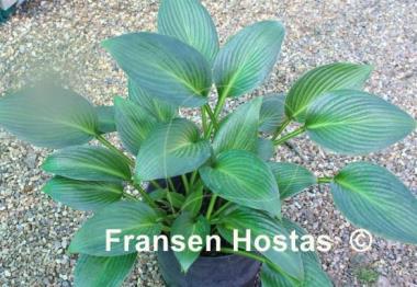 Hosta Dax