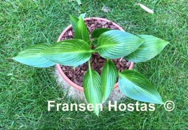 Hosta Dax