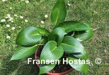 Hosta Dax