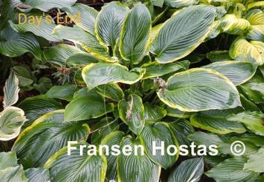 Hosta Day's End
