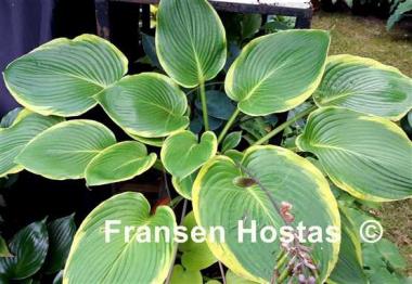 Hosta Day's End