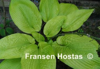 Hosta Daybreak