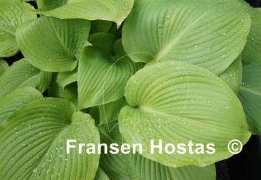 Hosta Daybreak