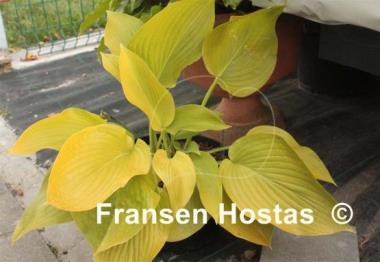 Hosta Daybreak