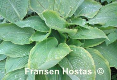 Hosta Day's End