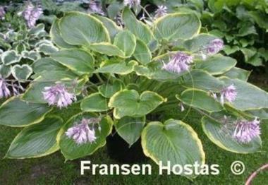 Hosta Day's End