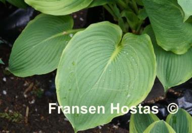 Hosta Day's End
