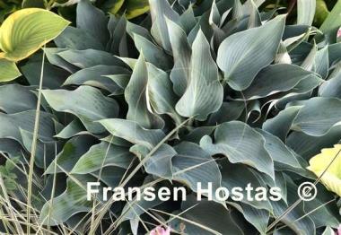 Hosta Deane's Dream