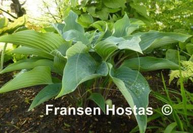 Hosta Deane's Dream