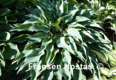 Hosta Deane's Dream