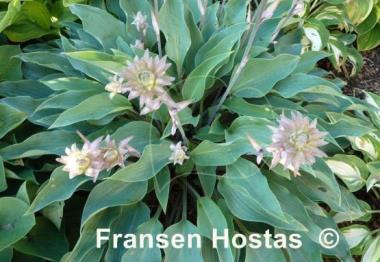 Hosta Deane's Dream