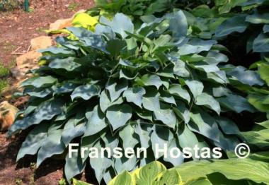 Hosta Deane's Dream