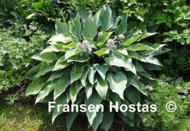 Hosta Deane's Dream