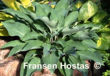Hosta Deane's Dream