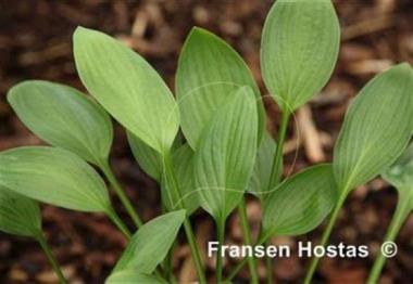 Hosta Decorata Normalis