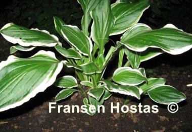 Hosta Decorata