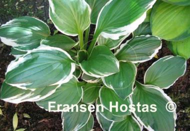 Hosta Decorata